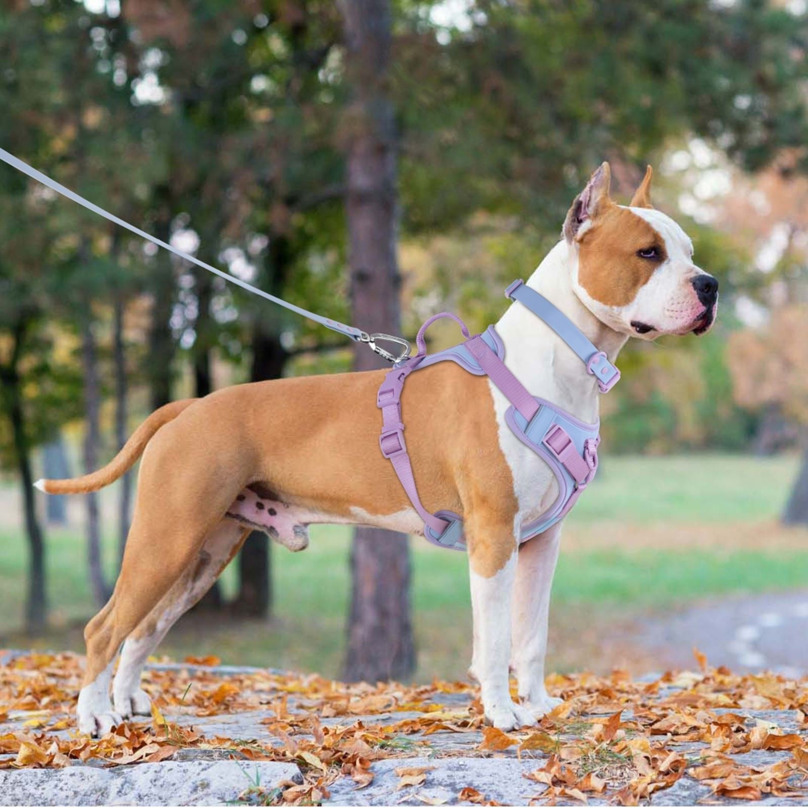 Dog Harness and Leash Set